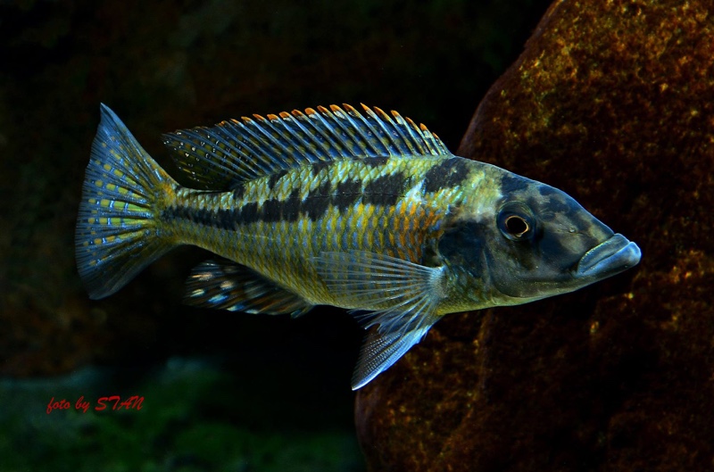 Lichnochromis acuticeps